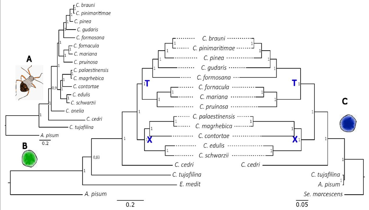 New work out! Co-evolution and synchronised evolutionary rates in aphid dual endosymbiont systems