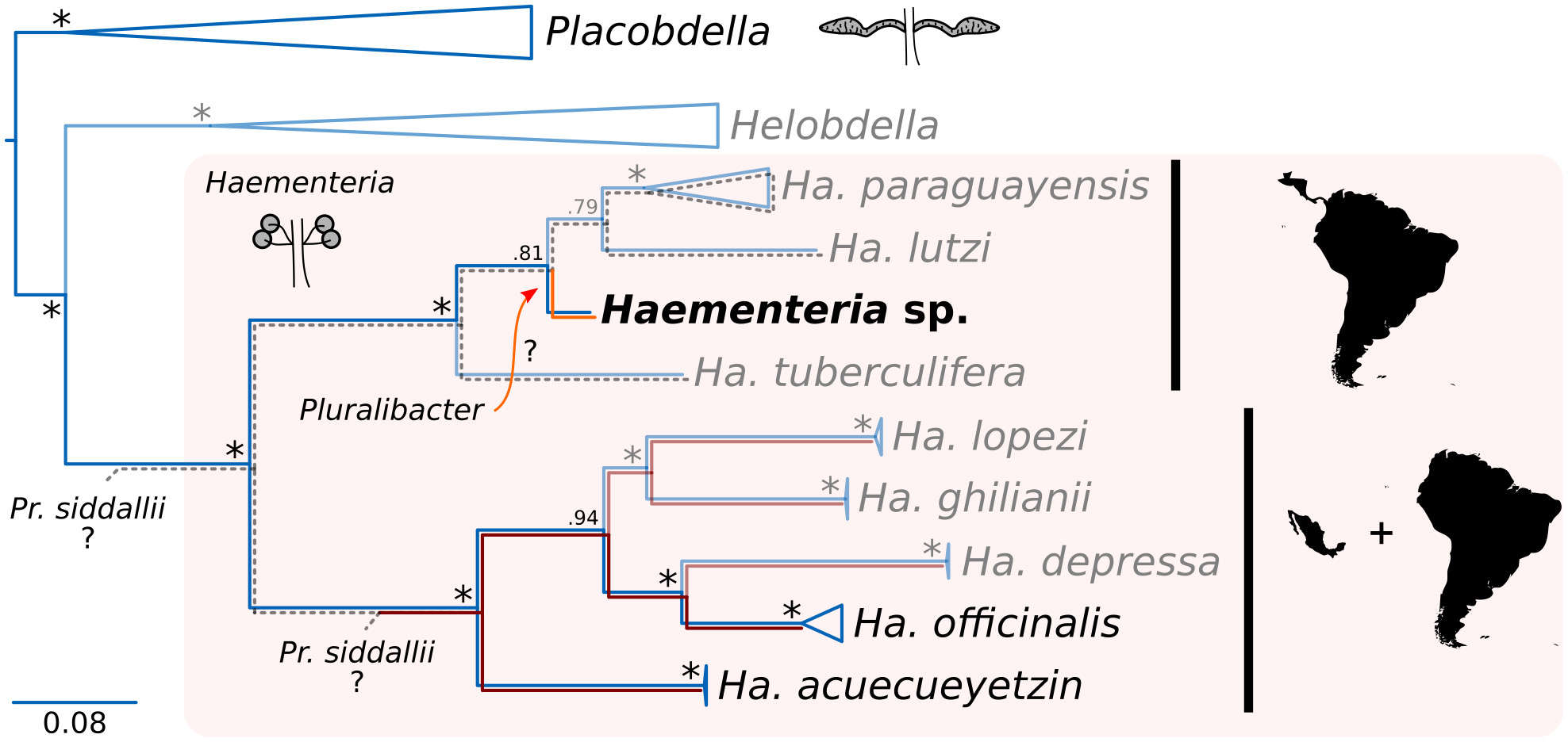 New work out! Serendipitous discovery of a novel leech-associated nutritional symbiont