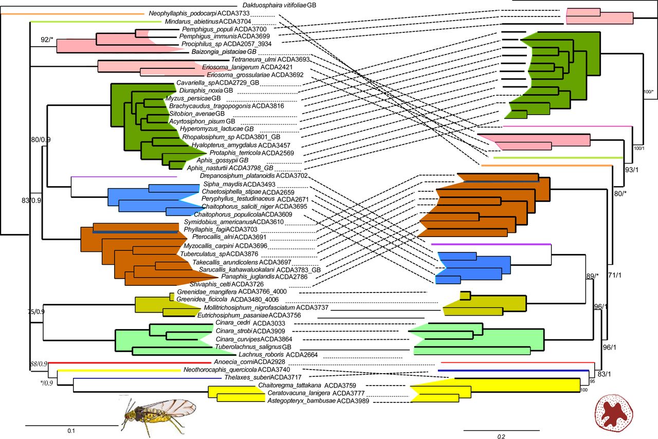 New work out! Discordance between phylogenomic datasets in aphids: who is telling the truth?